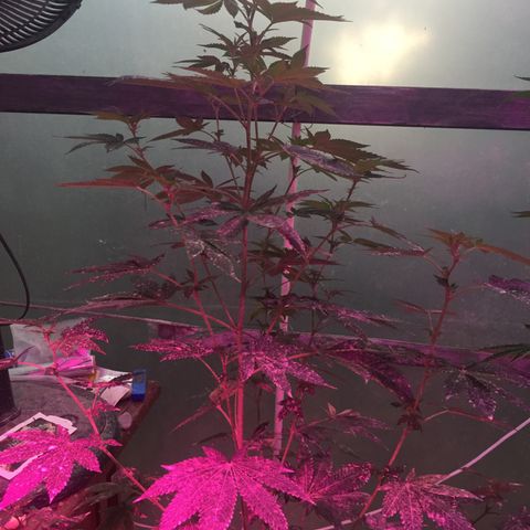 Gorilla glue #4 growlog timeline photo