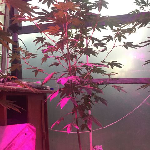 Gorilla glue #4 growlog timeline photo