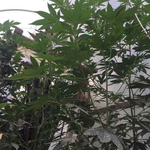 Gorilla glue #4 growlog timeline photo