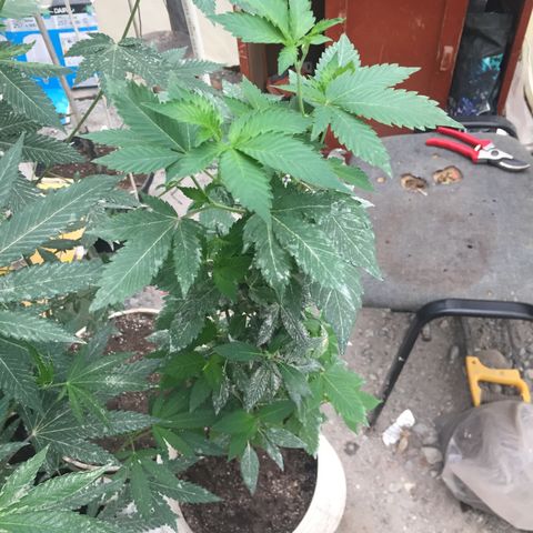 White widow growlog timeline photo