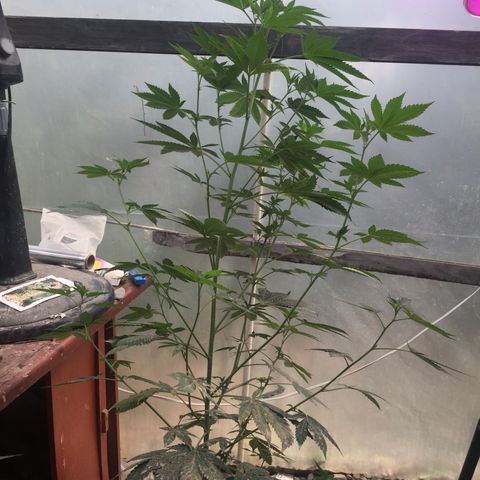 Gorilla glue #4 growlog timeline photo