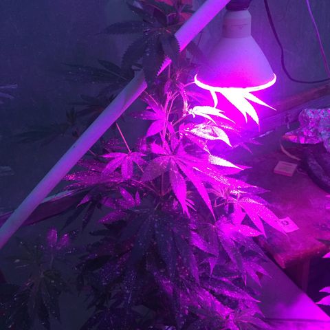 Sour Diesel#2 growlog timeline photo
