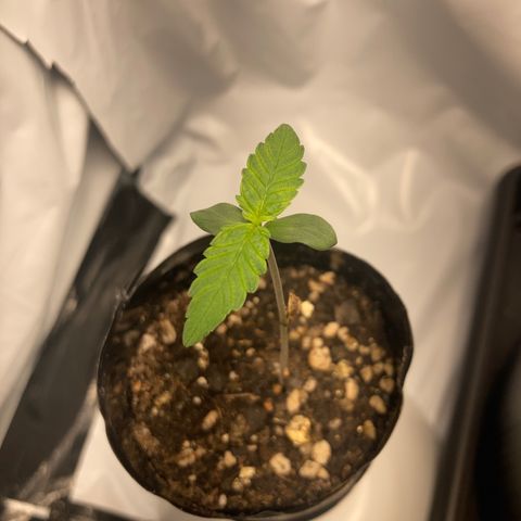 GORILLA PURPLE AUTO growlog timeline photo