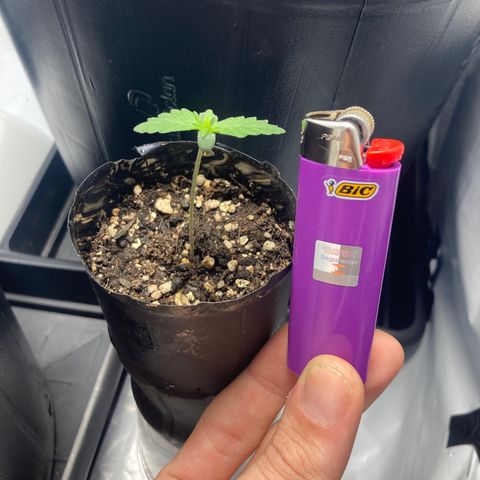 GORILLA PURPLE AUTO growlog timeline photo