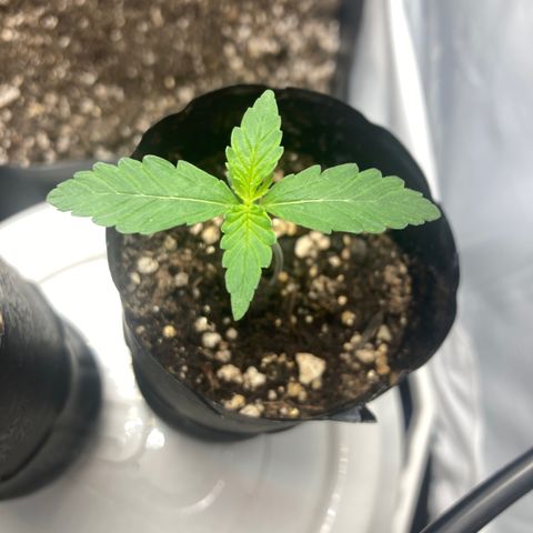 GORILLA PURPLE AUTO growlog timeline photo