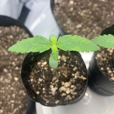 GORILLA PURPLE AUTO growlog timeline photo