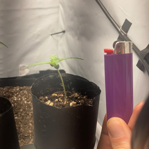 GORILLA PURPLE AUTO growlog timeline photo