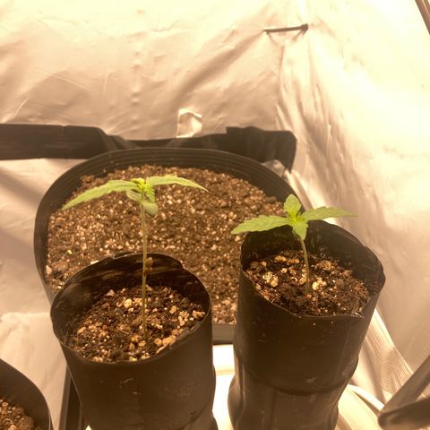 GORILLA PURPLE AUTO growlog timeline photo