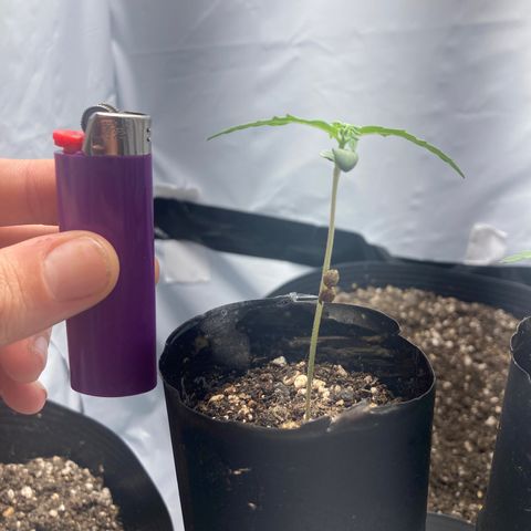 GORILLA PURPLE AUTO growlog timeline photo