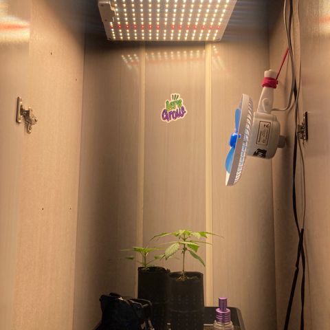 GORILLA PURPLE AUTO growlog timeline photo