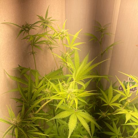 GORILLA PURPLE AUTO growlog timeline photo