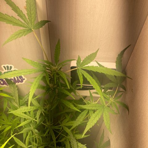 GORILLA PURPLE AUTO growlog timeline photo