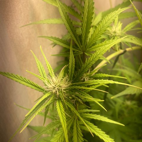 GORILLA PURPLE AUTO growlog timeline photo