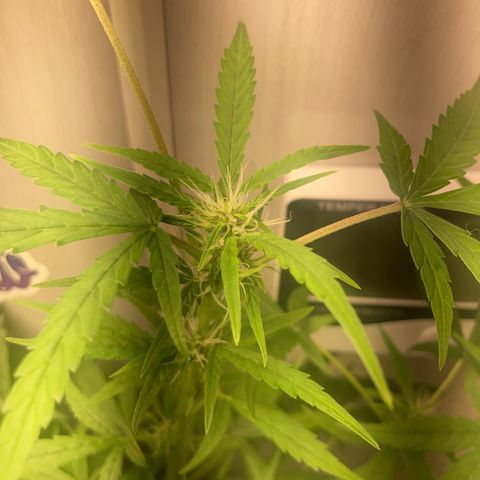 GORILLA PURPLE AUTO growlog timeline photo