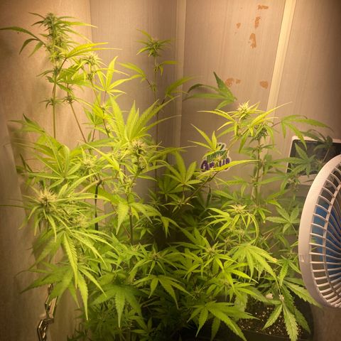GORILLA PURPLE AUTO growlog timeline photo