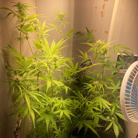 GORILLA PURPLE AUTO growlog timeline photo