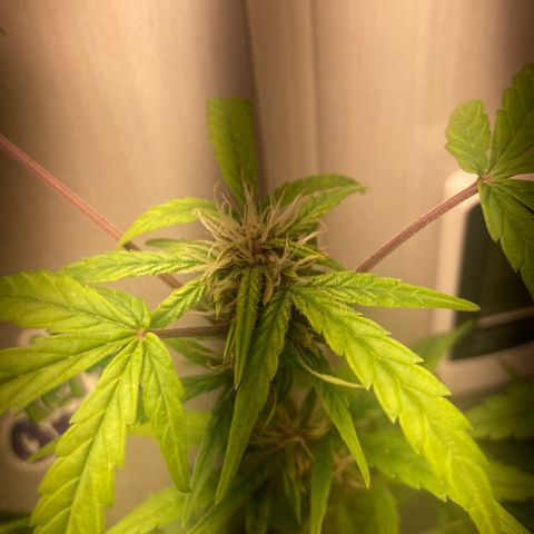 GORILLA PURPLE AUTO growlog timeline photo