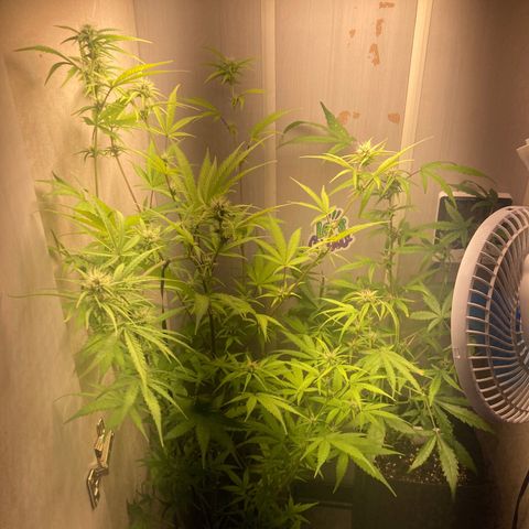 GORILLA PURPLE AUTO growlog timeline photo