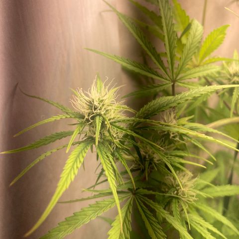 GORILLA PURPLE AUTO growlog timeline photo