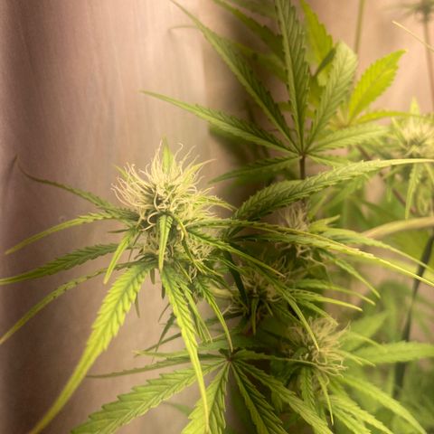 GORILLA PURPLE AUTO growlog timeline photo