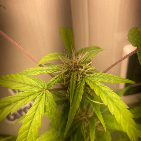GORILLA PURPLE AUTO growlog timeline photo