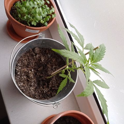 Unbekannte Sorte growlog timeline photo