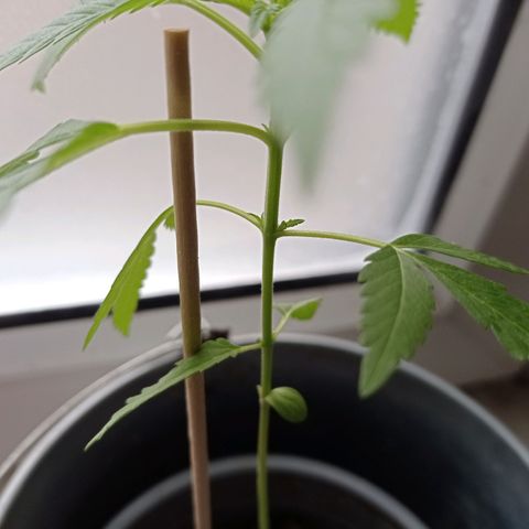 Unbekannte Sorte growlog timeline photo