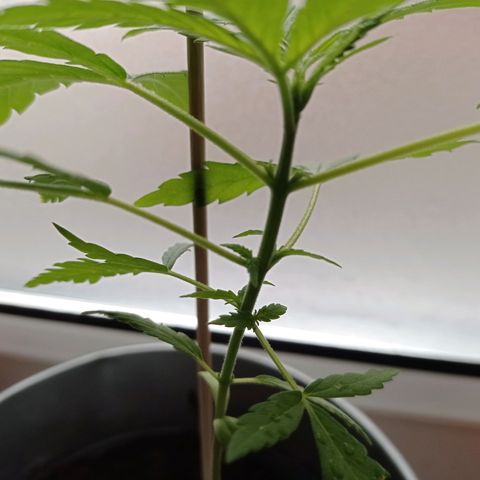 Unbekannte Sorte growlog timeline photo