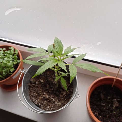 Unbekannte Sorte growlog timeline photo