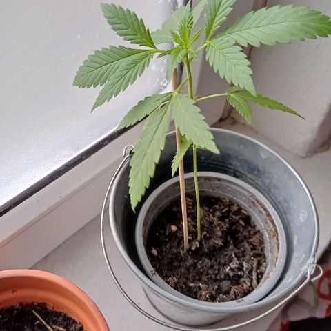 Unbekannte Sorte growlog timeline photo