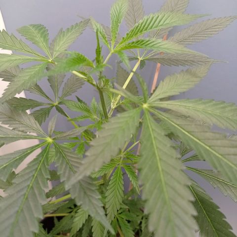 Unbekannte Sorte growlog timeline photo