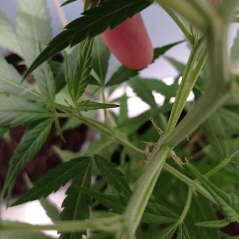 Unbekannte Sorte growlog timeline photo