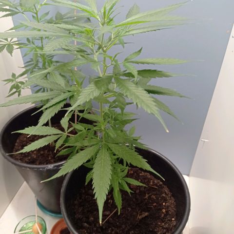 Unbekannte Sorte growlog timeline photo