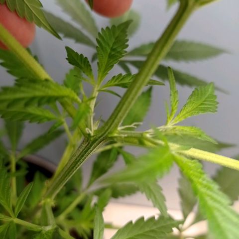 Unbekannte Sorte growlog timeline photo