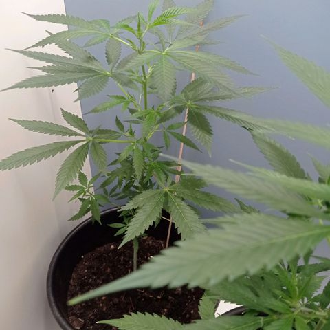 Unbekannte Sorte growlog timeline photo