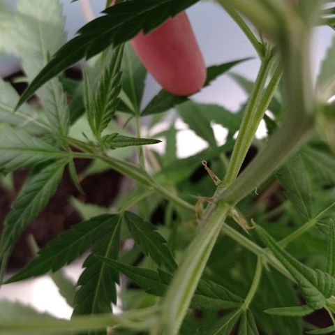 Unbekannte Sorte growlog timeline photo