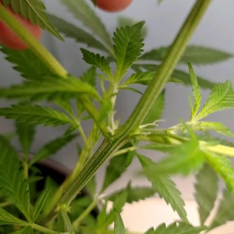 Unbekannte Sorte growlog timeline photo