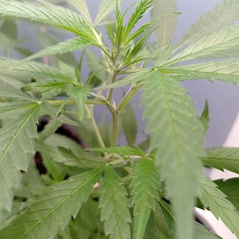 Unbekannte Sorte growlog timeline photo