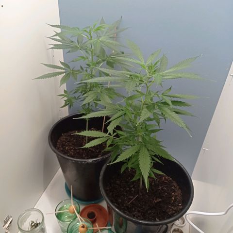 Unbekannte Sorte growlog timeline photo