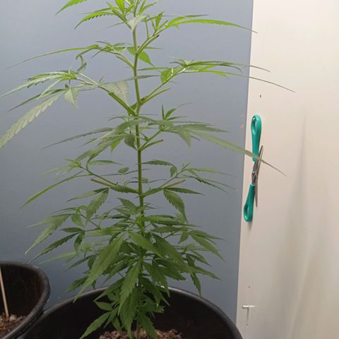 Unbekannte Sorte growlog timeline photo