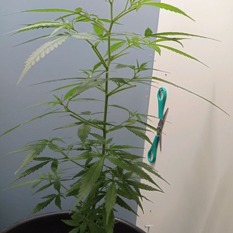 Unbekannte Sorte growlog timeline photo