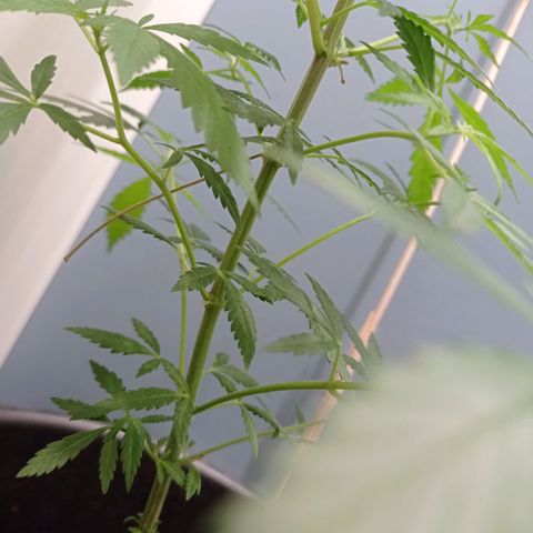 Unbekannte Sorte growlog timeline photo