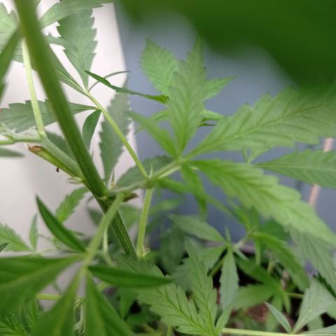 Unbekannte Sorte growlog timeline photo