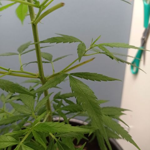 Unbekannte Sorte growlog timeline photo