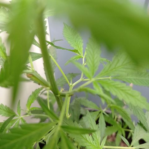 Unbekannte Sorte growlog timeline photo