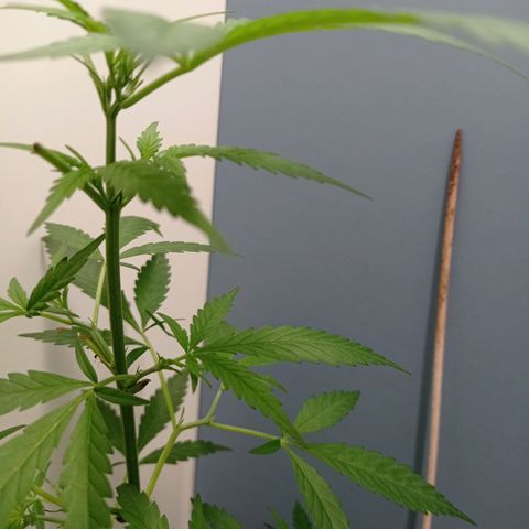 Unbekannte Sorte growlog timeline photo