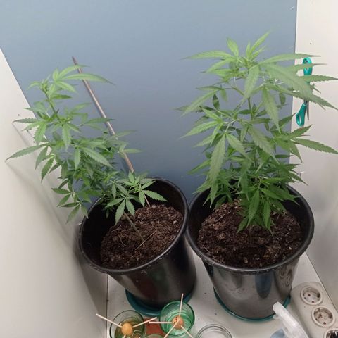 Unbekannte Sorte growlog timeline photo
