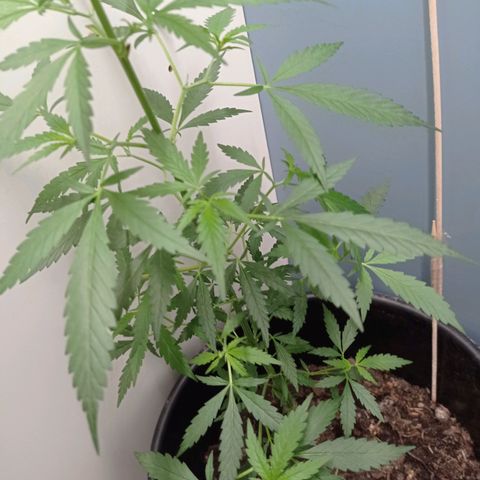 Unbekannte Sorte growlog timeline photo