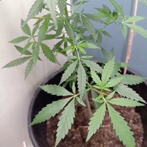 Unbekannte Sorte growlog timeline photo