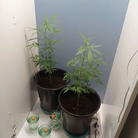 Unbekannte Sorte growlog timeline photo